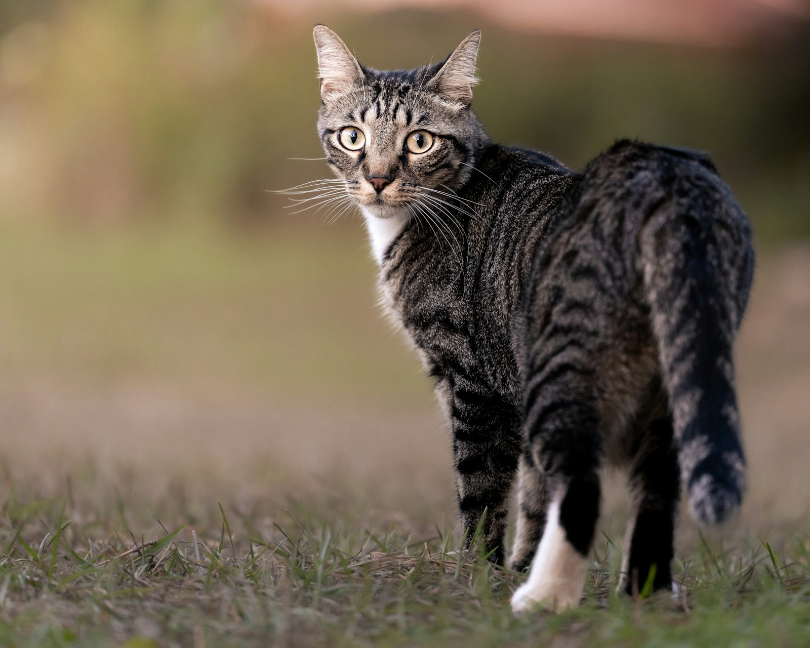 Tabby cat looking over its shoulder